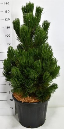 Pinus heldreichii 'Malinki'
