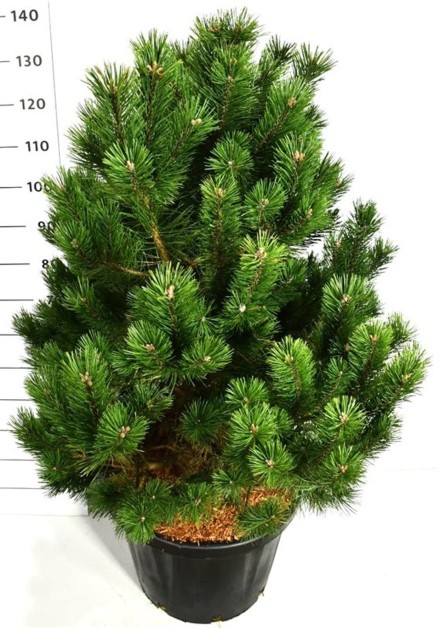 Pinus mugo 'Gnom'
