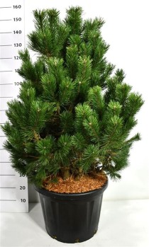 Pinus mugo 'Gnom'
