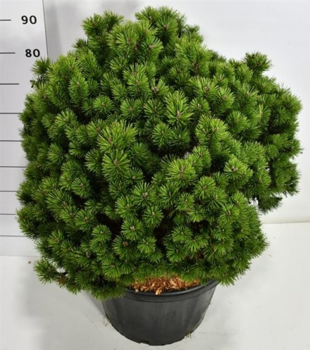 Pinus mugo 'Mops'
