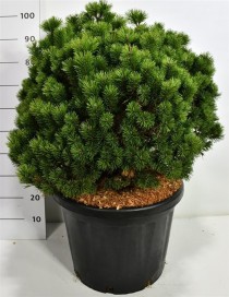 Pinus mugo 'Mops'