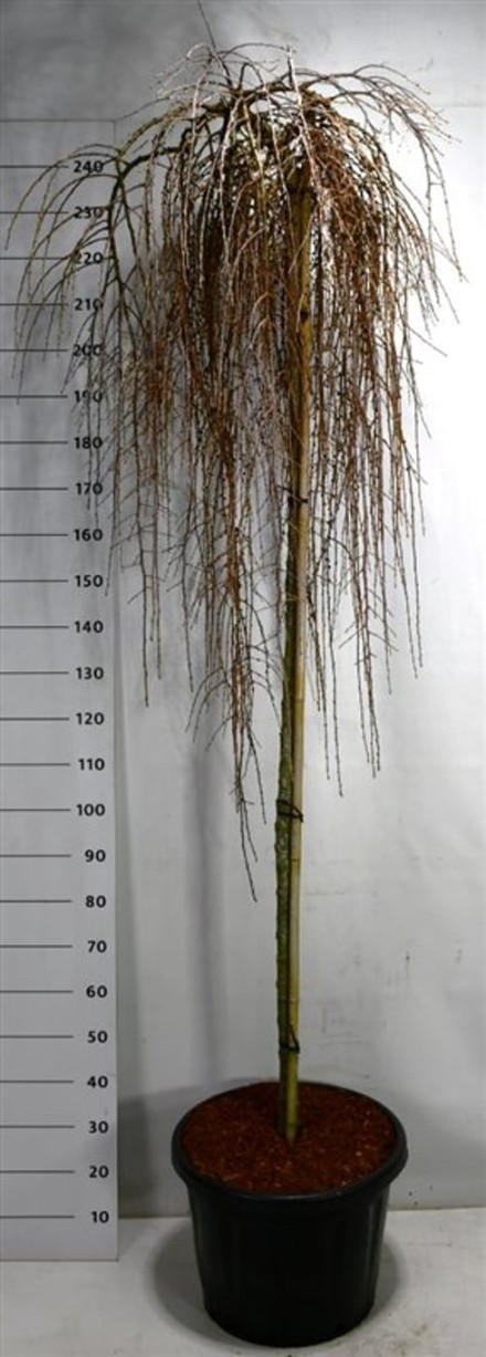 Larix kaempf. 'Stiff Weeper'