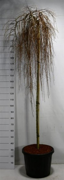 Larix kaempf. 'Stiff Weeper'