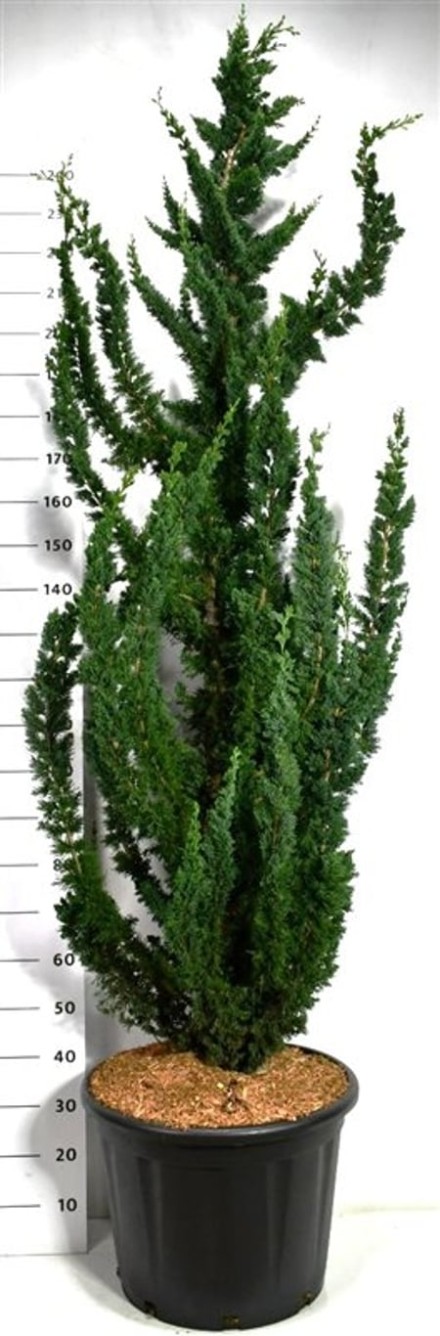 Chamaecyparis l. 'Wissel's Saguaro'