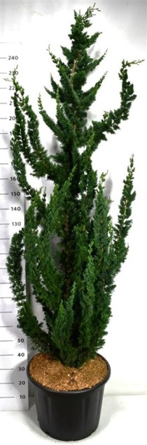 Chamaecyparis l. 'Wissel's Saguaro'