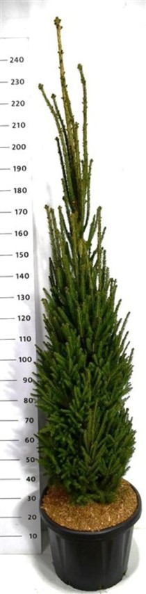 Picea a. 'Cupressina'