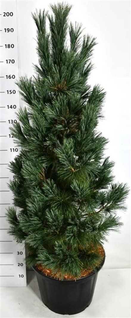 Pinus flex. 'Vanderwolf's Pyramid'