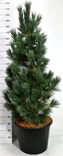 Pinus flex. 'Vanderwolf's Pyramid'