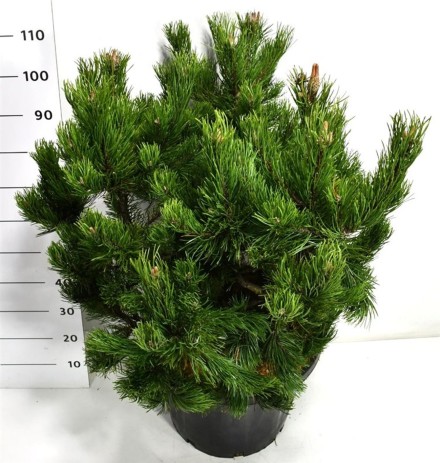 Pinus mugo 'Gnom'