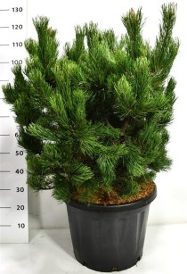 Pinus mugo 'Gnom'