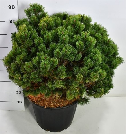 Pinus mugo 'Mops'