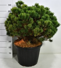 Pinus mugo 'Mops'