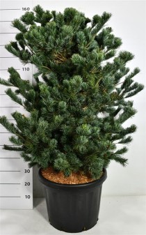Pinus parv. 'Negishi'