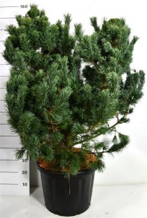 Pinus parv. 'Schoon's Bonsai'
