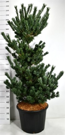Pinus parv. 'Tempelhof'
