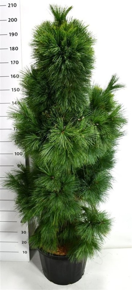 Pinus schwerinii 'Wiethorst'