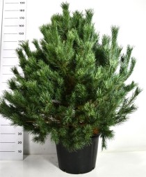 Pinus sylvestris 'Watereri'