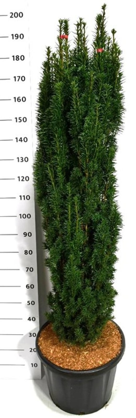Taxus b. 'Fastigiata Robusta'