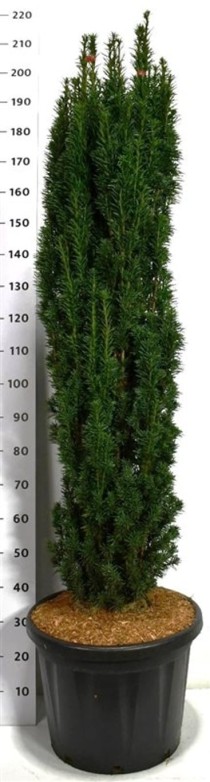 Taxus b. 'Fastigiata Robusta'