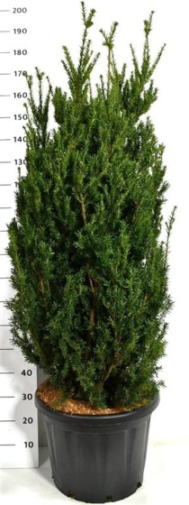 Taxus media 'Hillii'