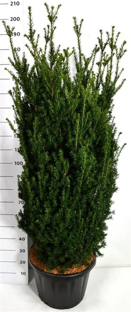 Taxus media 'Hillii'