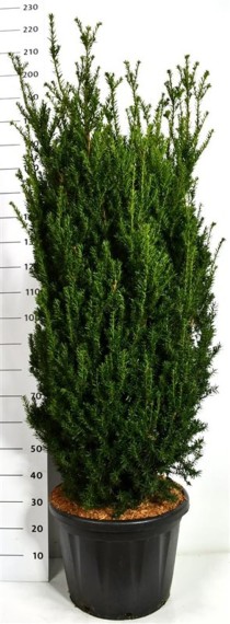 Taxus media 'Hillii'