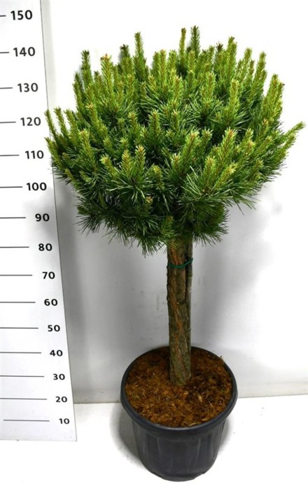 Pinus sylvestris 'Watereri Nana'