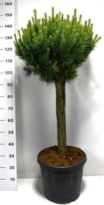 Pinus sylvestris 'Watereri Nana'