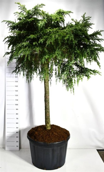 Cedrus deod. 'Feelin' Blue'