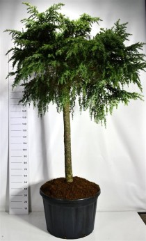 Cedrus deod. 'Feelin' Blue'