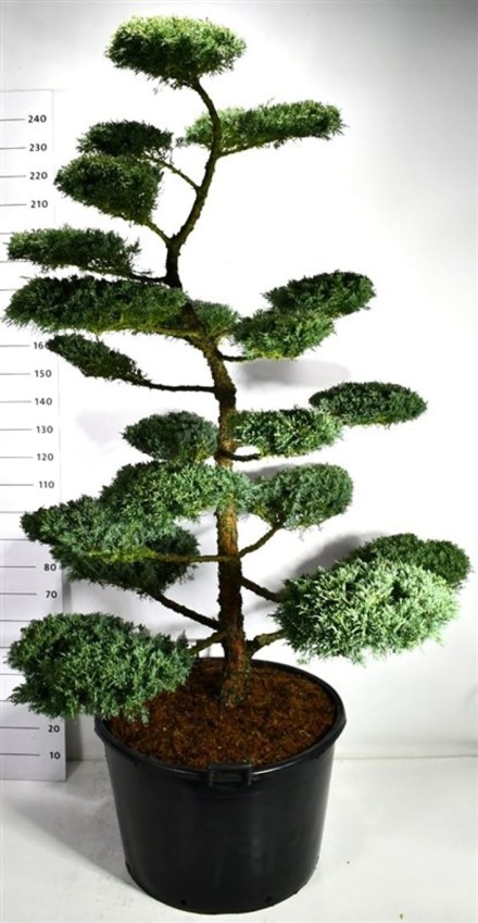 Juniperus media 'Hetzii'