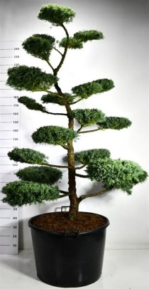 Juniperus media 'Hetzii'