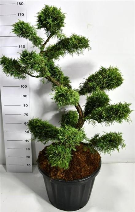 Juniperus pf. 'Pfitzeriana Aurea'