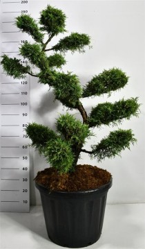 Juniperus pf. 'Pfitzeriana Aurea'