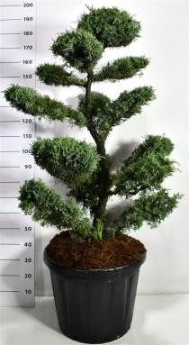 Juniperus virg. 'Grey Owl'