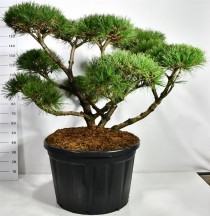 Pinus nigra 'Pierrick Bregeon'
