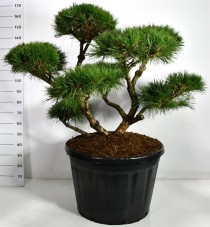 Pinus nigra 'Pierrick Bregeon'