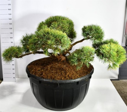 Pinus sylv. 'Repens'