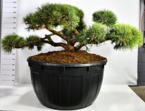 Pinus sylv. 'Repens'