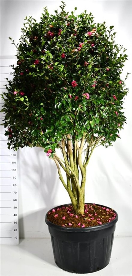 Camellia hiem. 'Kanjiro'