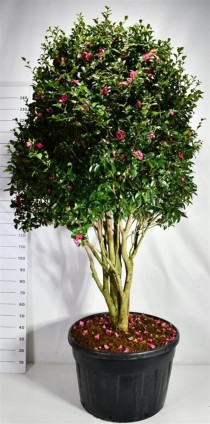 Camellia hiem. 'Kanjiro'