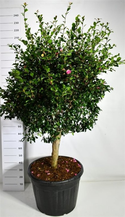 Camellia j. 'Cleopatra'