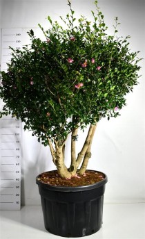 Camellia j. 'Cleopatra'