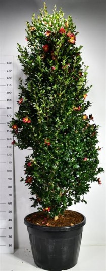 Camellia vernalis 'Yuletide'