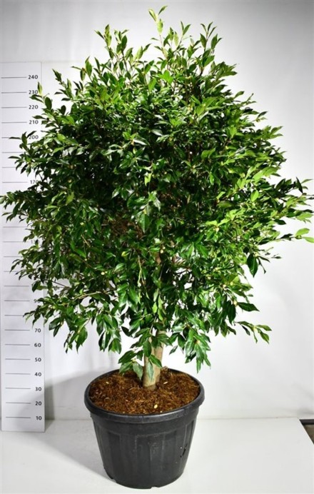 Camellia wil. 'Mary Phoebe Taylor'