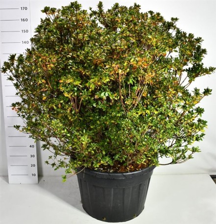 Rhododendron (AJ) 'Buccaneer'