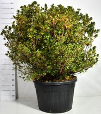 Rhododendron (AJ) 'Buccaneer'