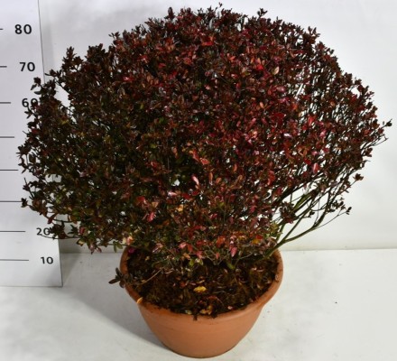 Rhododendron (AJ) 'Stewartstonian'