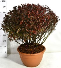 Rhododendron (AJ) 'Stewartstonian'