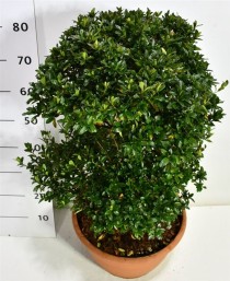 Rhododendron (AJ) 'Sylvester'